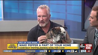 Pet of the week: Pepper is an affectionate bulldog