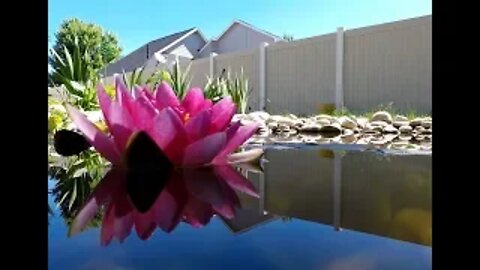 Water Lilly wakes up and embraces the morning sunshine