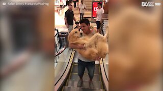 Cane enorme in braccio al padrone per paura delle scale mobili