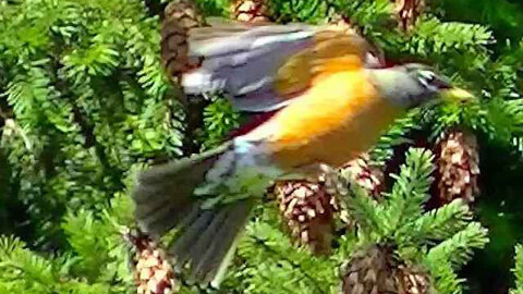 IECV NV #286 - 👀 A Quick Look At The Robin In The Pine Cone Tree 5-3-2017