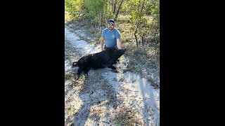 Hog Hunting with Dogs