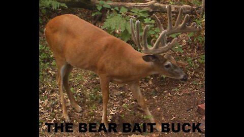 Bear Bait Buck