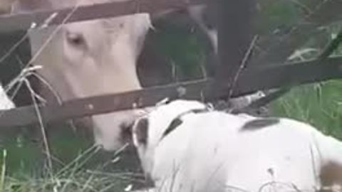 Cows absolutely fascinated by bulldog's presence