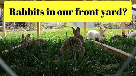 We put Rabbits in our front yard. You can too!