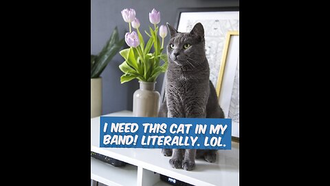 I need this cat in my band! Literally. Lol.😱😱😂