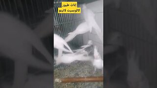 إناث طيور كالوبسيت لاتينو عين حمراء كيوت روعة مرحبا