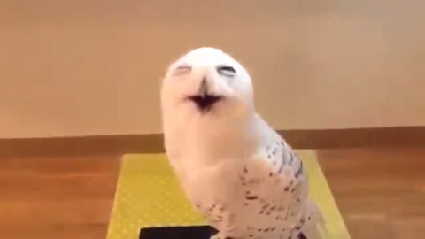 Funny Parrot laughing like a human