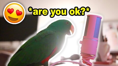 Bird Whispers Into Microphone for 5 Minutes Straight (to cure your sadness) *with subtitles*