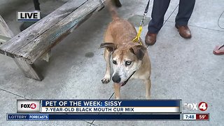 Pet of the Week: Sissy