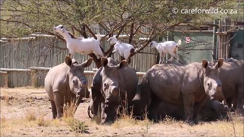 Rhinos and goats have a unique friendship