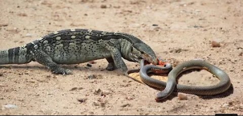 Lizard vs snake beautiful animals video