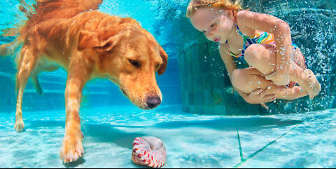 well trained dog swim, in swimming pool