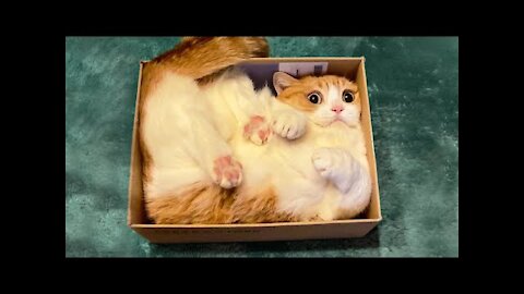 😸 Best Funny Cat Videos Of This Week / 💗 Funny Cat Moments, Super Laugh Time