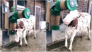 Esta vaca ama escovar o pelo