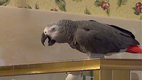 This talking parrot uses actual alliteration to form original phrases
