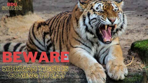 BEWARE! 🐯SIBERIAN TIGER IS COMING TO EAT! 🐯