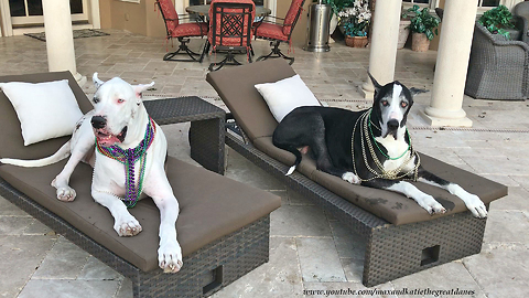 Great Danes Get Ready for Tampa Gasparilla Pirate Party