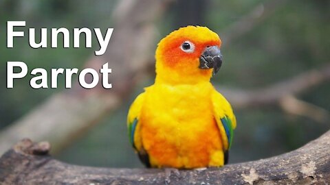 funny Bird parrot