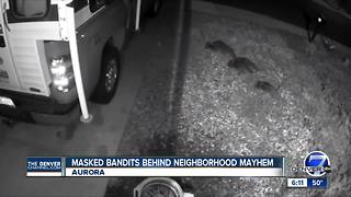 Raccoons causing mischief in Aurora neighborhood