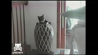 "Funny Cat Hides In A Vase"