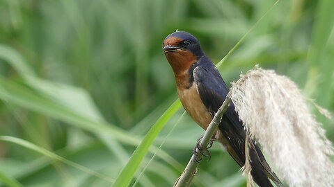 BARN SWALLOW II (JULY 11, 2024)