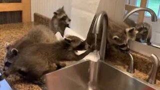 Even raccoons are washing their hands now!