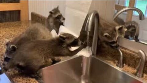 Even raccoons are washing their hands now!