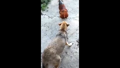 Funny pets Complitation