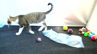 Kitten Loves Playing with His Toys
