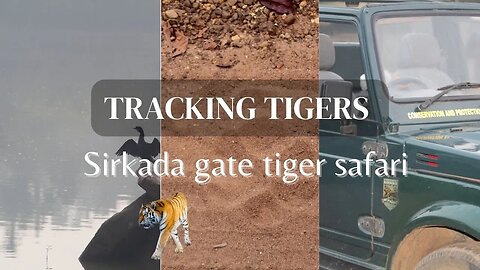 Sirkada gate tadoba jungle safari | Tracing tiger - Shirkada Gate | Tadoba Forest Adventure