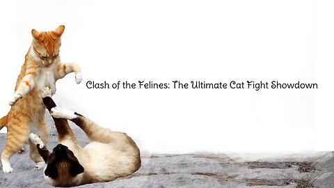Clash of the Felines: The Ultimate Cat Fight Showdown