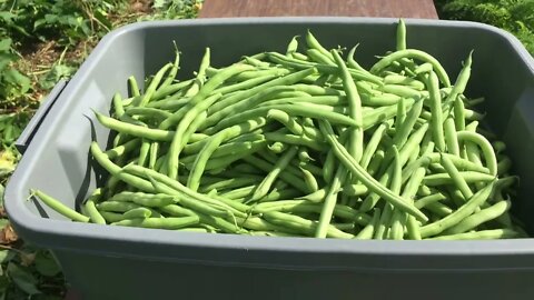 Green Bean Harvest #159 Heirloom Organic Vegetable Garden Series Aug 30th, 2021