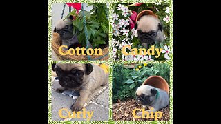 Puppy Cam (8/26 Day)