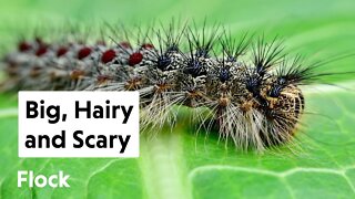 How to CONTROL GYPSY MOTHS — Ep. 032
