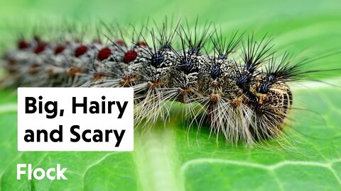 How to CONTROL GYPSY MOTHS — Ep. 032