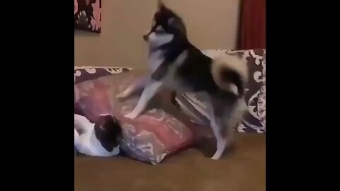 Husky is pouncing on a pillow