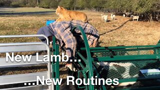 New Lamb, New Routines