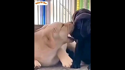 Look how the cute dog is loving the dog🐕🐕 trending video