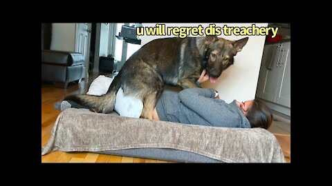 Funny Human Stealing Dogs Bed