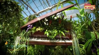 Marie Selby Botanical Gardens|Morning Blend