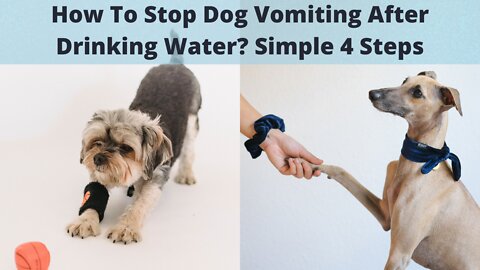 🐕 How To Stop Dog Vomiting After Drinking Water? Simple 4 Steps
