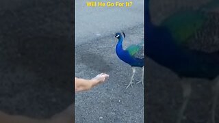 Can I Catch a Peacock?