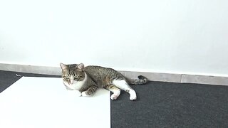 Cat Sits on the Carpet