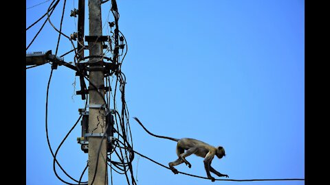 Monkey Playing with Power Lines