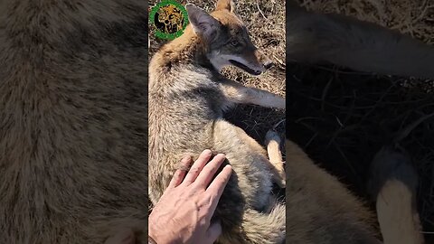 Petting A Coyote Pup #outdoors #trapping #viral #fyp
