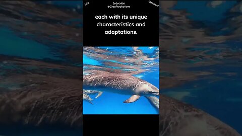 There are around 40 different species of dolphins #dolphin #shorts