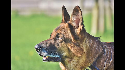 German Shepherd Attacks Pitbull [OFF LEASH DOG PARK]