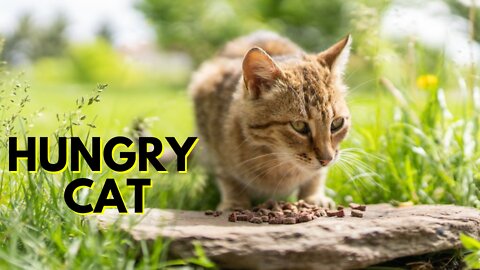 Very Hungry Cat Eating Food Fast Video By Kingdom Of Awais