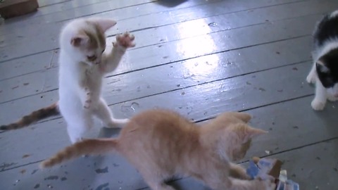 Pouncing kitten determined to nab toy from older brother