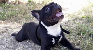 Ce chien est excité à l'idée de jouer avec son cadeau de Noël